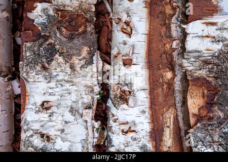 Fragments of rough coarse aged birch tree logs, bark with cracks. Abstract natural texture background Stock Photo