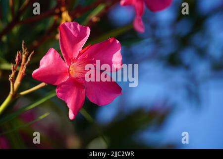 A simple scented flower with five pink petals in front of blurred blue sky enlighten by sun rays Stock Photo
