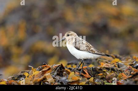 Sanderling, Calidris alba, standing on seaweed by the shore Stock Photo