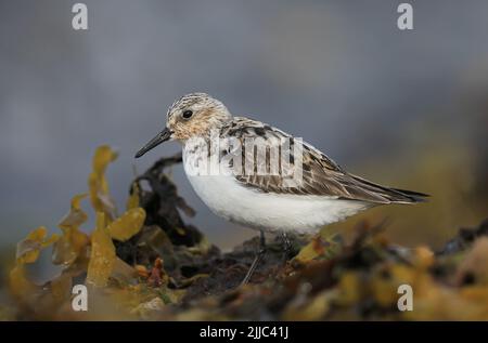 Sanderling, Calidris alba, standing on seaweed by the shore Stock Photo