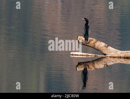 A cormorant perching on a log in a lake Stock Photo