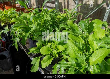 Close up of pots of mixed salad leaves 'Oriental mix' Japanese mustard spinach Komatsuma tender green growing in greenhouse summer England UK Britain Stock Photo