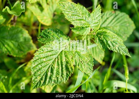 Chlorotic blotches of blackberry virus. Yellows disease symptoms in green leaf of blackberry Stock Photo