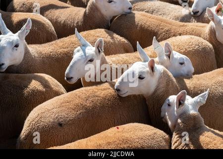 Pen full of Cheviot ewes at a breeding sale in Lockerbie, Scotland, UK. Stock Photo