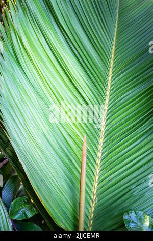 Lantannyen fey (Phoenicophorium borsigianum, latanier palm) palm leaf, endemic Seychelles species in Morne Seychelles National Park, Mahe Island. Stock Photo