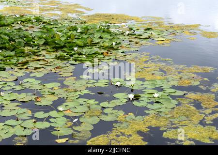 Waterlilies and algae, Bosherston lily ponds, Bosherston, Stackpole ...