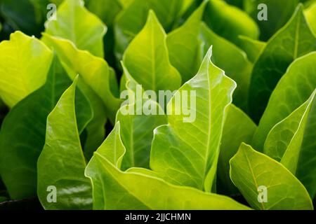 Background Texture of green leaves of plants. Stock Photo