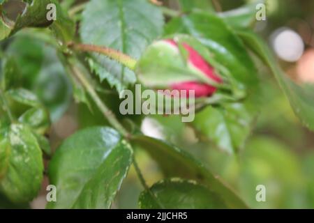 Rose inflorescence macrophotography. Summer blossoms in close-up. Pink roses in the garden. Pink flower petals. Green background. Lush Foliage. Bush. Stock Photo