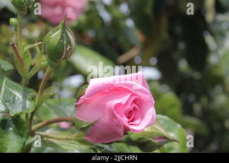Rose inflorescence macrophotography. Summer blossoms in close-up. Pink roses in the garden. Pink flower petals. Green background. Lush Foliage. Bush. Stock Photo
