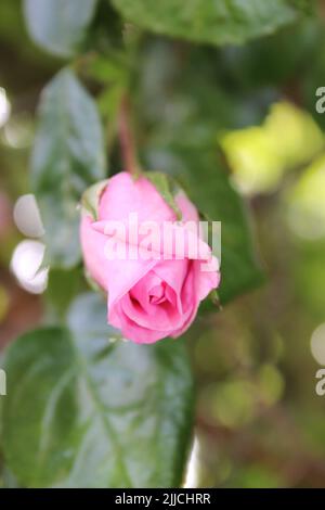 Rose inflorescence macrophotography. Summer blossoms in close-up. Pink roses in the garden. Pink flower petals. Green background. Lush Foliage. Bush. Stock Photo