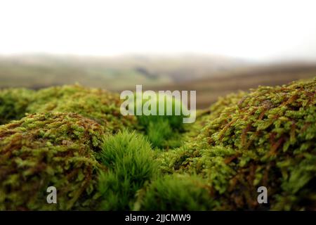 Close up of Different Varieties of Moss on Top of a Stone Wall near Cam End, Kettlewell, Wharfedale, Yorkshire Dales National Park, England, UK. Stock Photo