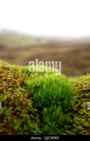 Close up of Different Varieties of Moss on Top of a Stone Wall near Cam End, Kettlewell, Wharfedale, Yorkshire Dales National Park, England, UK. Stock Photo