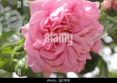 Rosebuds macrophotography. Summer blossoms in close-up. Pink Roses in the garden. Pink flower petals. Green Background. Lush Foliage. Bushy tree. Gift Stock Photo