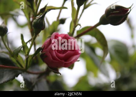 Rosebuds macrophotography. Summer blossoms in close-up. Pink Roses in the garden. Pink flower petals. Green Background. Lush Foliage. Bushy tree. Gift Stock Photo