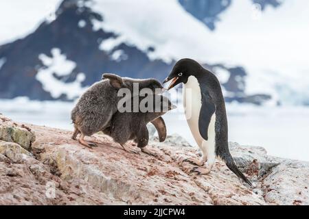 Adelie penguin Pygoscelis adeliae, adult feeding young chick, Yalour Island, Antarctica in January. Stock Photo