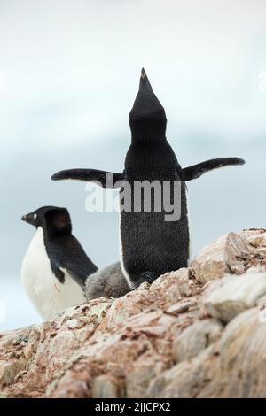 Adelie penguin Pygoscelis adeliae, adult, diplaying at nest site, Petermann Island, Antarctica in January. Stock Photo