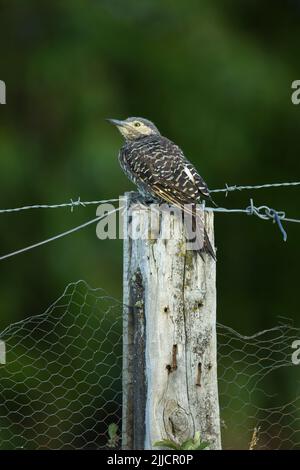 Andean flicker Colaptes rupicola, adult female, perched on fence post, Hotel Las Torres, Torres del Paine National Park, Chile in January. Stock Photo