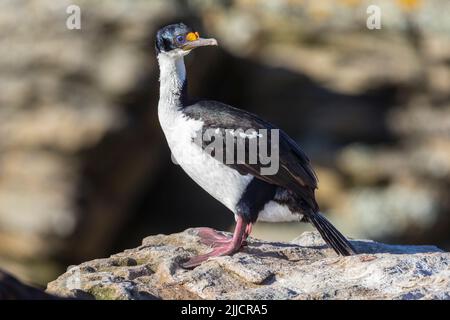 Blue-eyed shag Phalacrocorax atriceps atriceps, adult, perched on rocky cliff ledge, New Island, Falkland Islands in December. Stock Photo