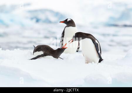 Gentoo penguin Pygoscelis papua, three adults, resting on ice floe, Cierva Cove, Antarctica in January. Stock Photo