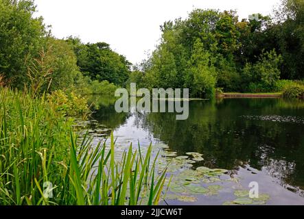 A view of the River Wensum from the riverside public footpath with Wensum Park beyond in the City of Norwich, Norfolk, England, United Kingdom. Stock Photo