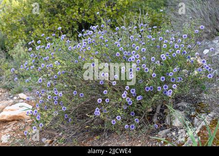 Globularia alypum wild flowers shrub Stock Photo