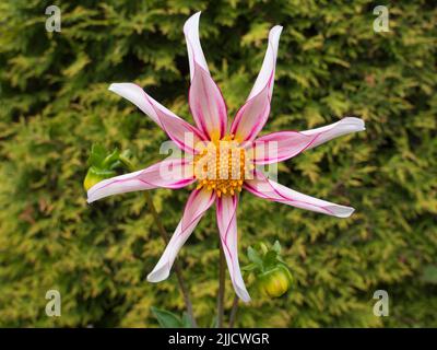 Dahlias put on a fine show in our garden, in Radley Village Oxfordshire, in July and August. Dahlia are a member of the Asteraceae family; related spe Stock Photo