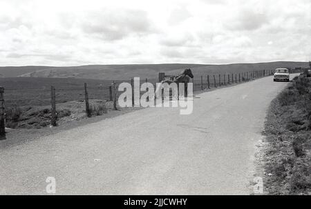 1970s, historical, a horse and foal standing outside a fence on a rural country road, with an Austin 1100 going pass, Tewkesbury, England, UK. Stock Photo