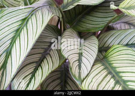 Calathea Majestica ‘White Star’ (goeppertia majestica) plant leaves Stock Photo