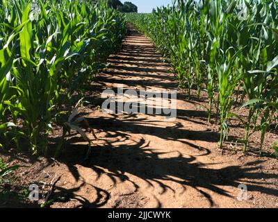 Maize in not a common crop in Oxfordshire. But here is a field of the nearly ripe staple crop by Radley Collage. A common-law footpath splits the fiel Stock Photo