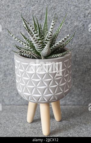 Haworthia fasciata alba (albino, wide zebra) succulent with bright white stripes Stock Photo