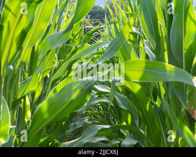 Maize is one of the great staple crops of the world. It was first cultivated in Mexico around10,000 years ago. Despite its cultivation spreading all o Stock Photo