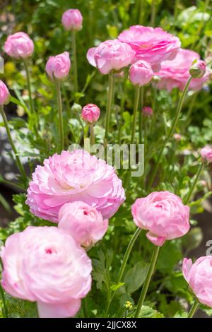 Ranunculus asiaticus Tecolote Pink (Persian buttercup) Stock Photo