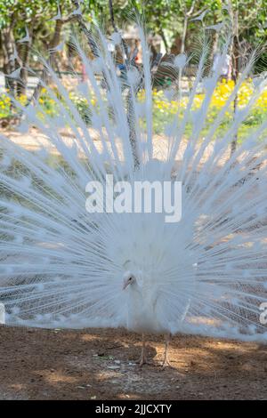 White peacock with his tail feathers wide open Stock Photo