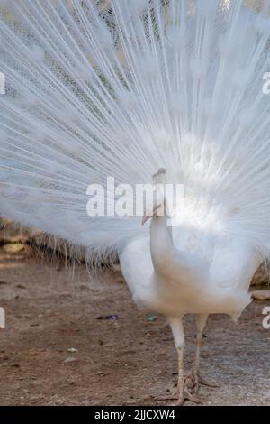 White peacock with his tail feathers wide open Stock Photo