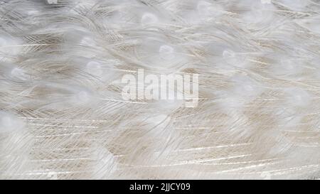 White peacock tail feathers close up background Stock Photo