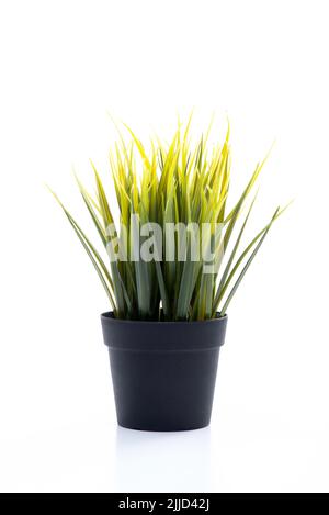 Artificial green grass in plastic pot isolated on white background. High quality photo Stock Photo
