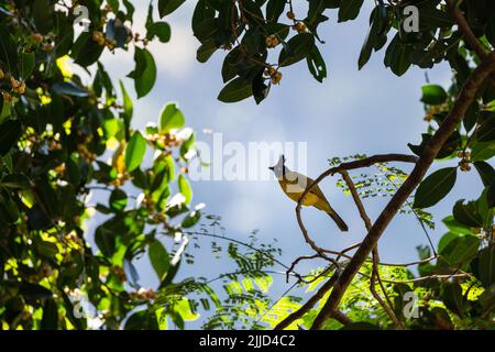 Black crested bulbul (Rubigula flaviventris), standin on a branch of a fig tree, Thailand Stock Photo