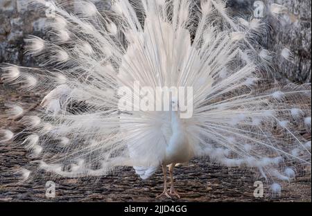 White peacock displaying its feathers as part of a mating ritual, in the garden at Chateau du Rivau, Lemere, Loire Valley, France. Stock Photo