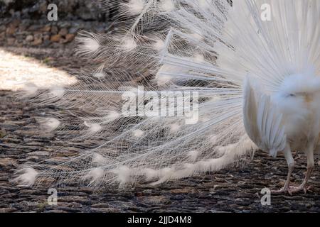 White peacock displaying its feathers as part of a mating ritual, in the garden at Chateau du Rivau, Lemere, Loire Valley, France. Stock Photo