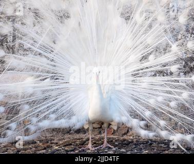 White peacock displaying its feathers as part of a mating ritual, in the garden at Chateau du Rivau, Lemere, Loire Valley, France. Stock Photo