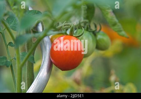 Red and green fresh tomato hanging on tomato vine in the garden Stock Photo