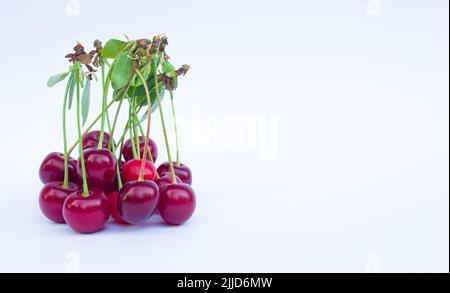 Sour cherry fruits isolated on white background with space for text. Stock Photo