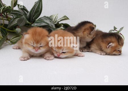British longhair kittens on white background with green leaves. Golden chinchilla highlander. Cute fluffy kitten . Pets at cozy home. Top view web Stock Photo