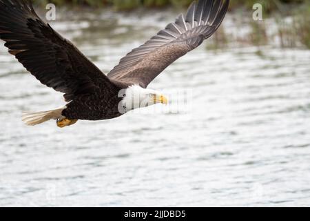 Bald eagle in flight in McNeil River State Game Sanctuary and Refuge in Alaska Stock Photo