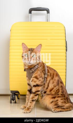 Bengal cat in a harness and a yellow suitcase. Vertical shot. Stock Photo