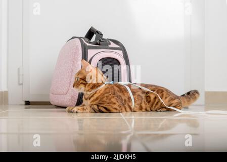 Bengal cat on a leash next to a carrying bag, waiting for a walk. Stock Photo