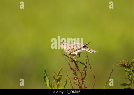 Eurasian skylark Alauda arvensis, adult, perched on vegetation, Little Snoring Airfield, Norfolk, UK in May. Stock Photo