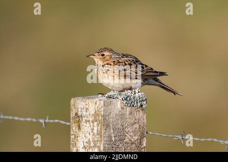 Eurasian skylark Alauda arvensis, adult, perched on fence post, North Uist, Outer Hebrides, Scotland, UK in May Stock Photo