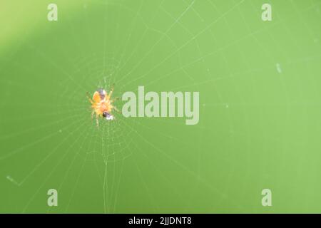 A spider in a spider's web, macro photography Kilkenny, Ireland Stock Photo