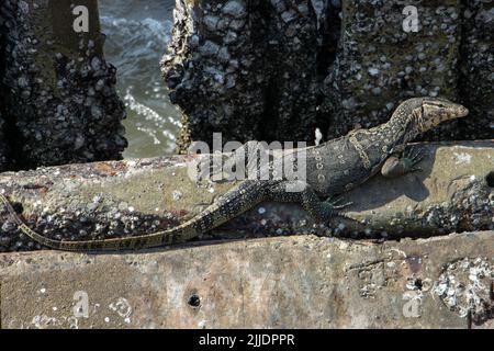 The water monitor (Varanus salvator) looking for food in a concrete structure on the sea shore, Thailand Stock Photo